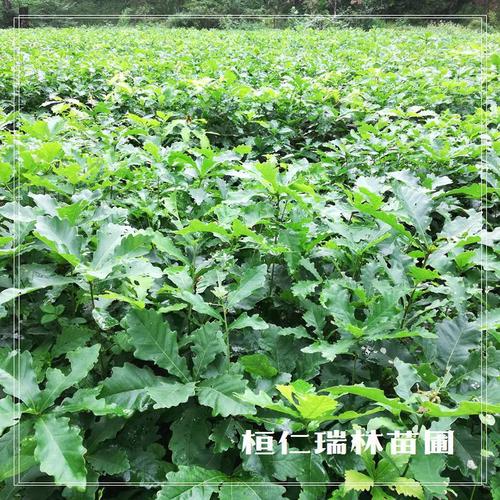 东北柞树苗批发一年生辽东栎树苗蒙古栎小苗