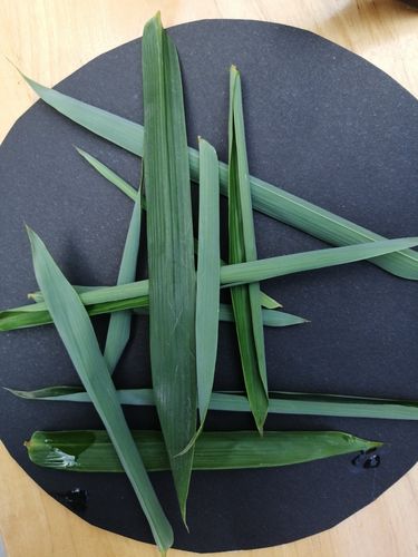 【小四班】竹叶拼贴画