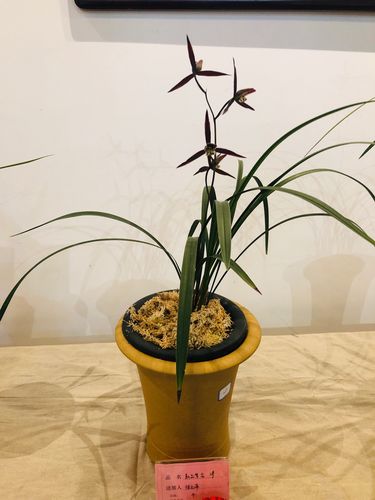 2020全国兰花展(寒兰)在无锡举办.