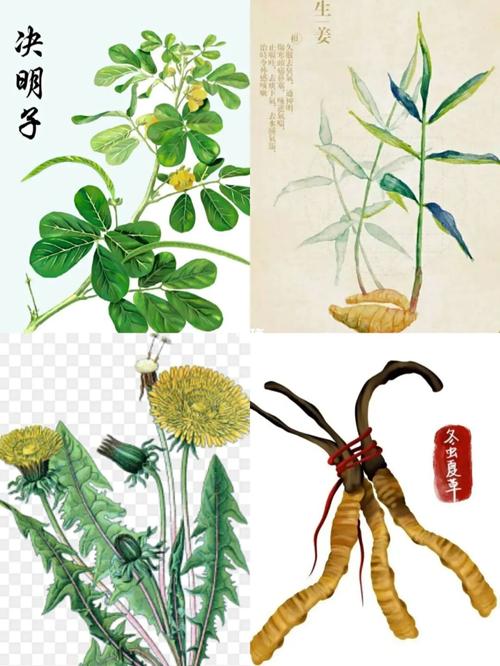 本草纲目打印_本草纲目_文化_绘画