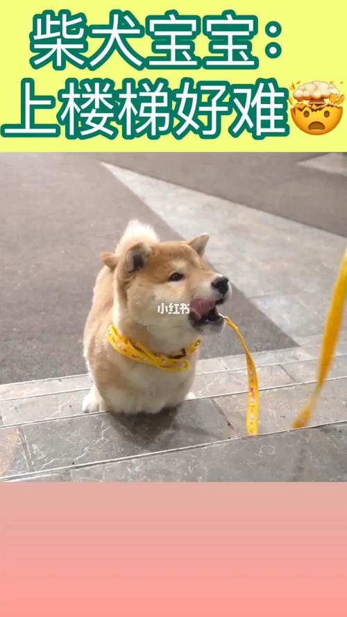 柴犬 上楼梯真有那么难?