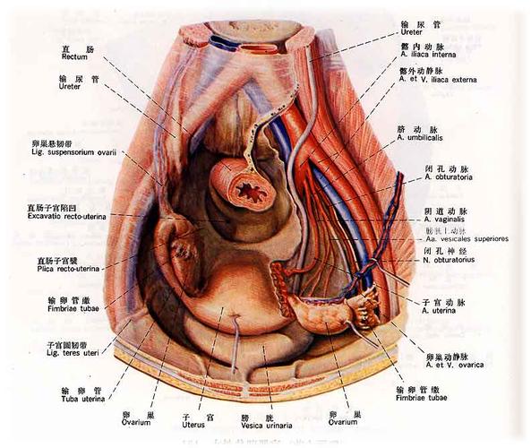 子宫没有卵巢会怎样