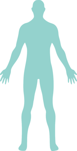 人体构造