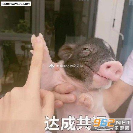 达成共识表情包小猪-达成共识表情包下载-乐游网游戏