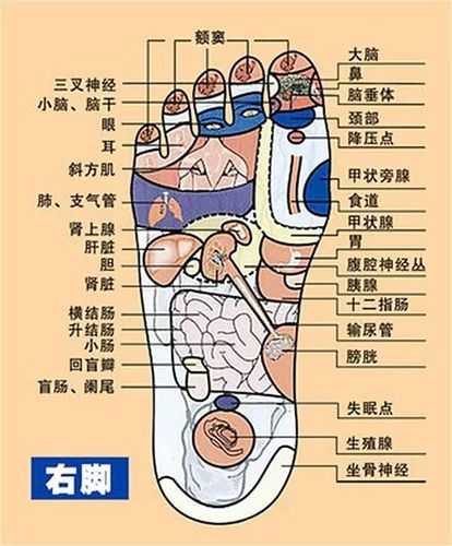【足部穴位与身体器官对照图】