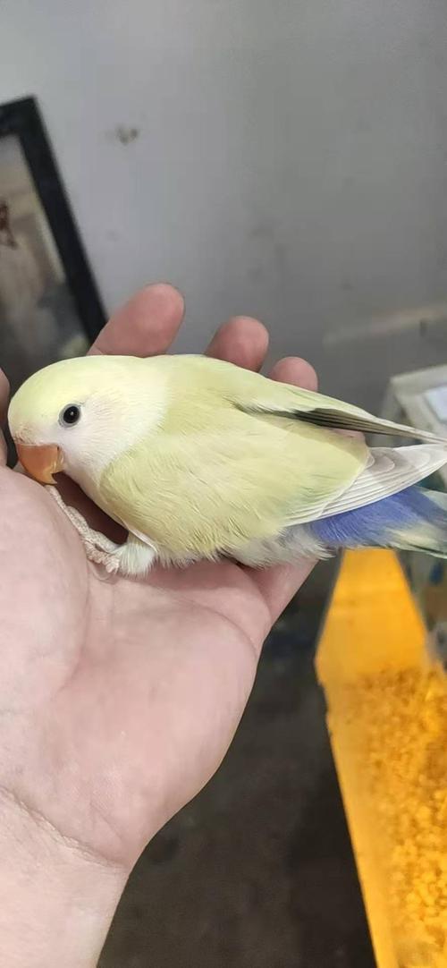 白面金顶澳桂小姐姐发来的反馈