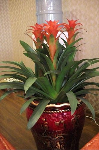 旺财兽——吉祥物为木质材料,底座加红色垫片,形成木火通明的相生格局