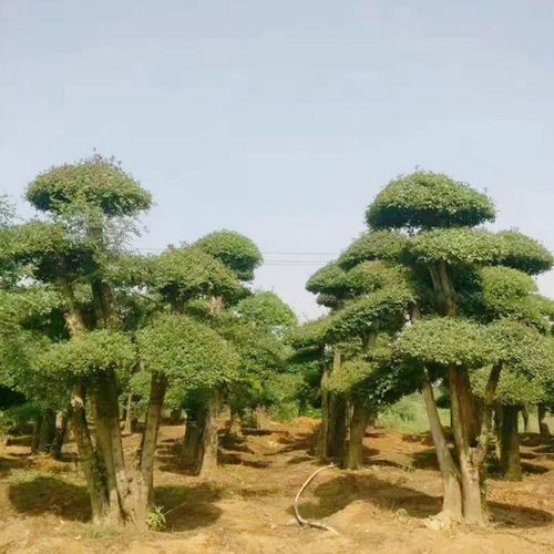 批发对接白蜡盆景 绿化景观树 专业培育种植京山对节白蜡产地 专营