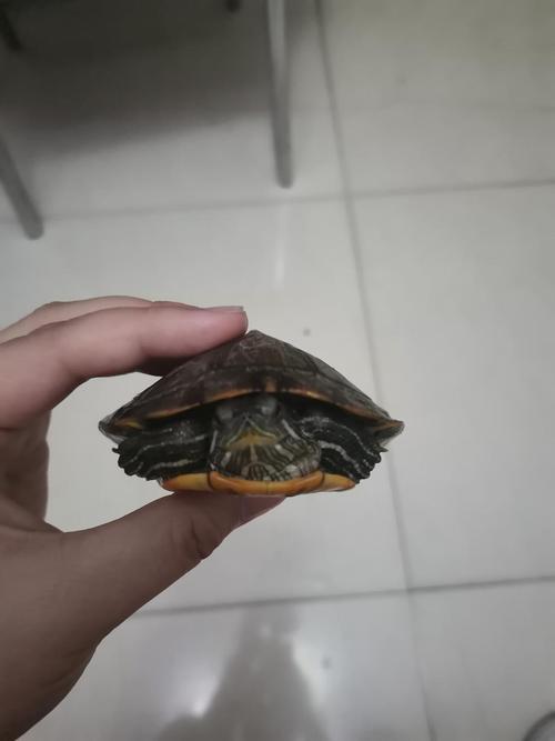 今天刚买的乌龟,回来发现它脖子这边有点肿,有点像瘤 不知道怎么回事