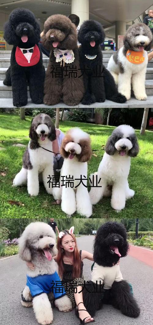 出售巨贵,巨型贵妇,颜色全,终身保障纯种健康,带证