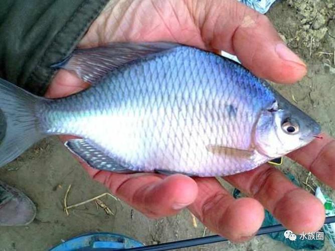 原生鱼之鳑鲏鱼,钓友讨厌它,水族爱好者追捧,曾烂大街