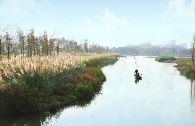 微风吹拂着芦苇似波浪起伏,唯美的景象,吸引了众多市民前来打卡