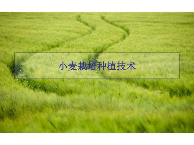 小麦栽培技术ppt课件
