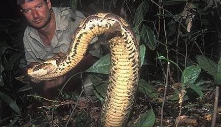 什么蛇最长的长