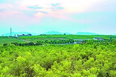 临城县绿岭核桃种植基地.赵小宁摄