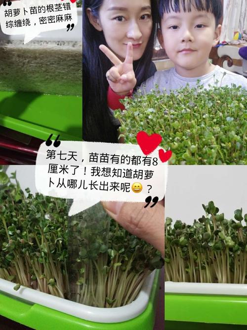 我与种子共成长之神奇的胡萝卜