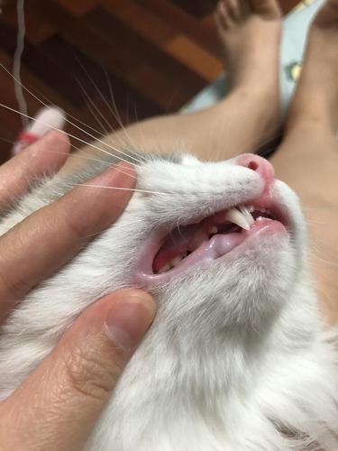 讨论请问猫咪这样的牙龈是正常的吗