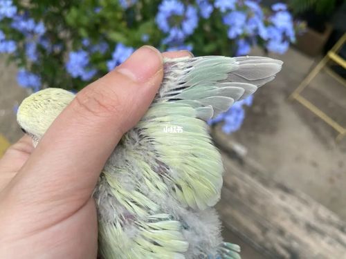 接新的小朋友回家了,还没有取名字,一个苹果绿金顶白面澳桂,一个绿美