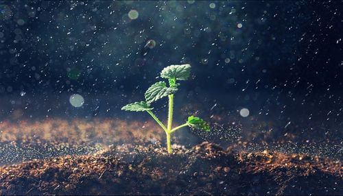 风里雨里我在这里等你下一句