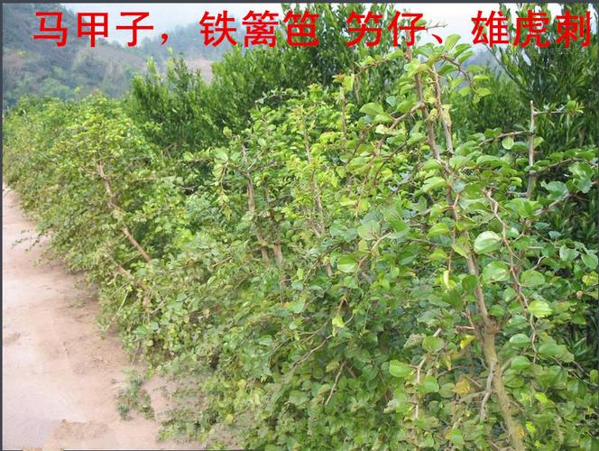 500g 黑根子 白狗骨 狗骨木 野生黄根 中要材狗骨木