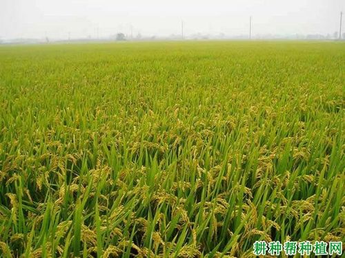 连粳6号水稻品种好不好