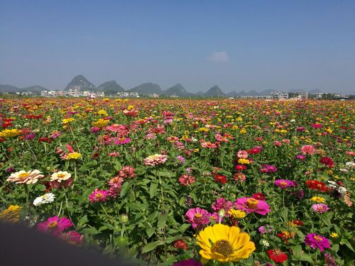 富川神仙湖花海攻略,富川神仙湖花海门票/游玩攻略