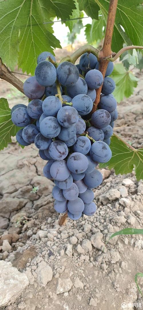 夏黑葡萄 太原清徐葡萄 早黑宝 蜜瓜葡萄,大量上市