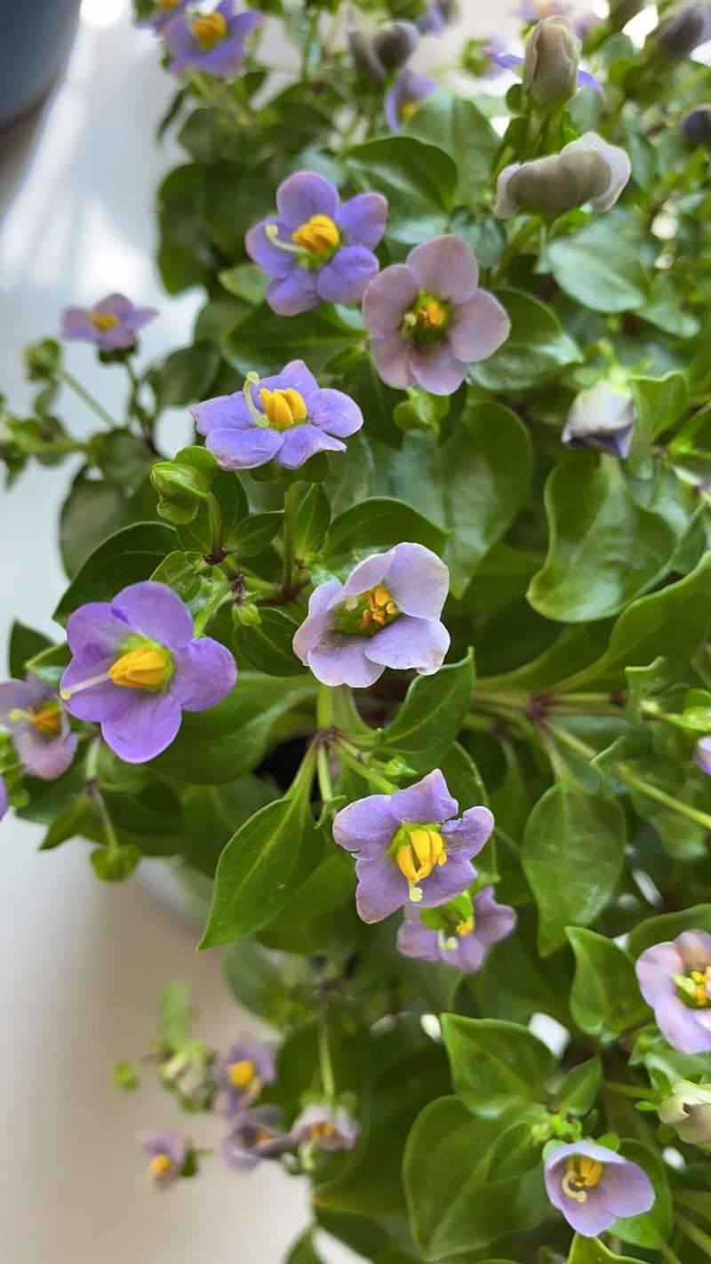 特美的紫芳草,撒土里就能活,小花朵多到撑破盆!