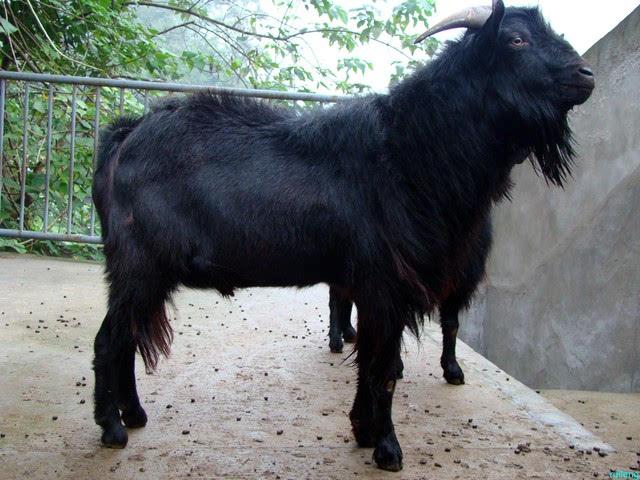 黑山羊适合哪里养殖 南方繁殖黑山羊