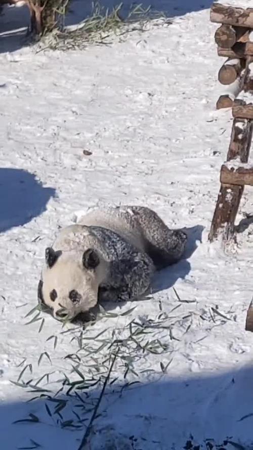 熊猫金虎宝宝你这一激灵是认真的么