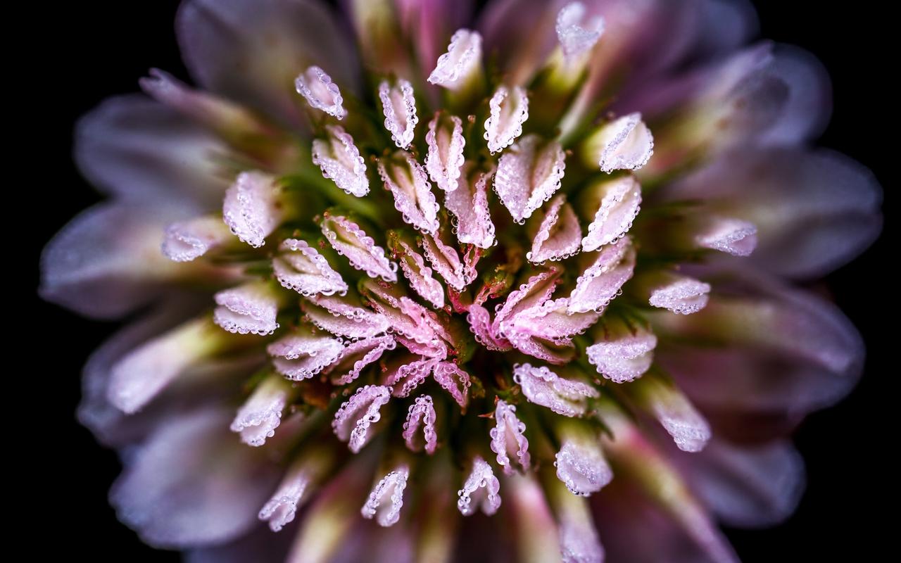 花朵花蕊微距摄影高清桌面壁纸