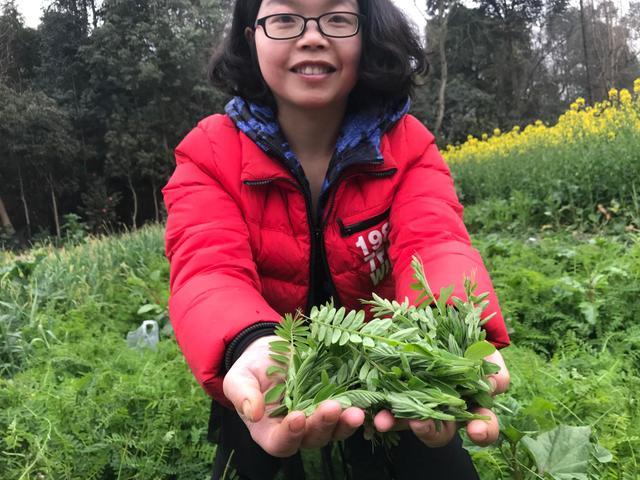 家里掏苕菜,绿油油一片,春天的气息