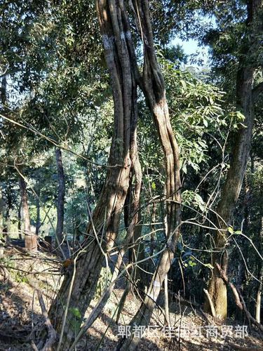 跑江湖地摊热卖新鲜鸡血藤大血藤黑血藤砍砍药大山根子药产地货源