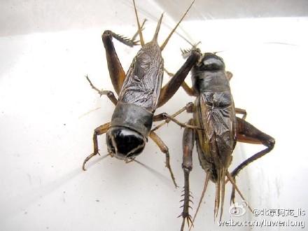 rucky223的微博精选 - 微博新悠 sg微博 (第235页)