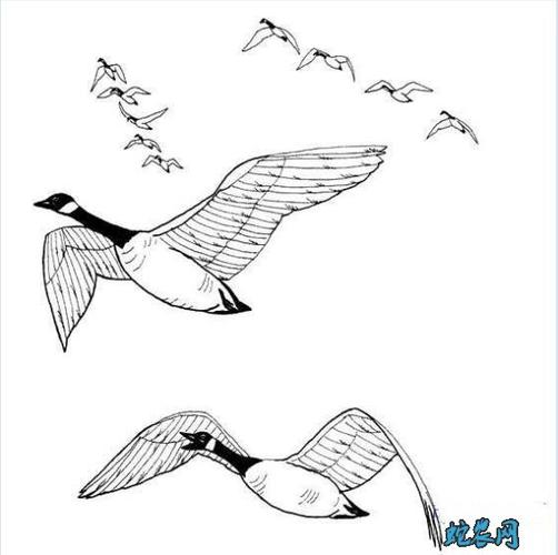 大雁的简笔画图片5