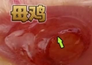 区分小鸡的公母