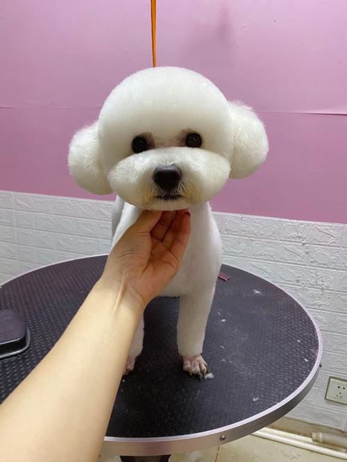 比熊美容_比熊_宠物_狗