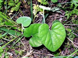 寻骨风泡酒的功效有什么