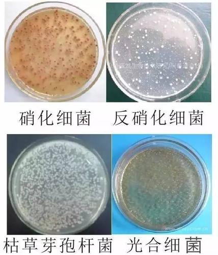 只要细菌附着在管道内壁上,随着时间久了,也会长菌膜,水流只是影响这