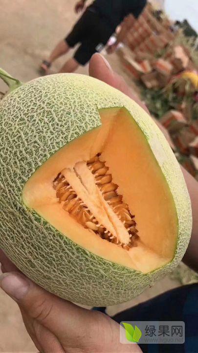 供应山东哈密瓜产地批发鲁厚甜一号甜瓜玉菇甜瓜生产基地