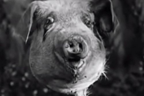 《一出好戏》让我想起当年阅读《蝇王》的种种回忆,推荐之