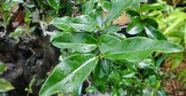 金弹子是什么样的植物