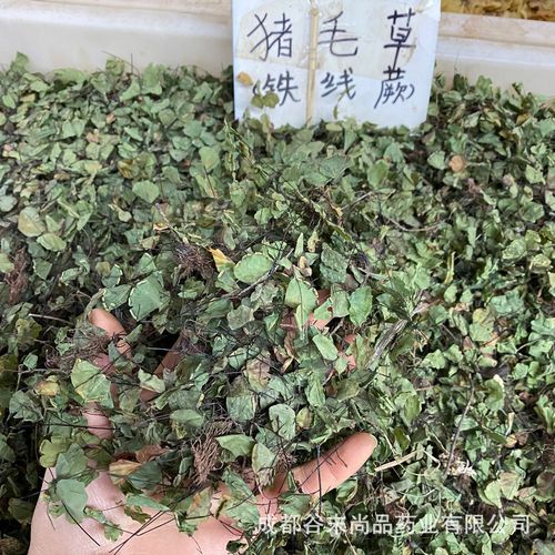 猪鬃草500g新货云南中药材猪鬃草 铁线草 水猪毛七 猪毛七 铁丝草