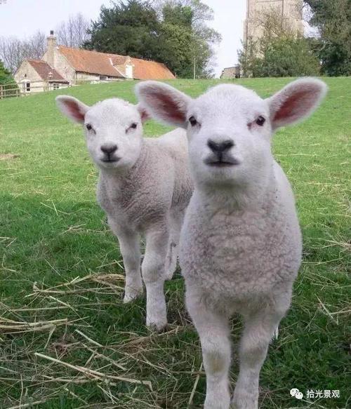 这家伙叫 绵毛水苏,长在花园里的"羊耳朵".