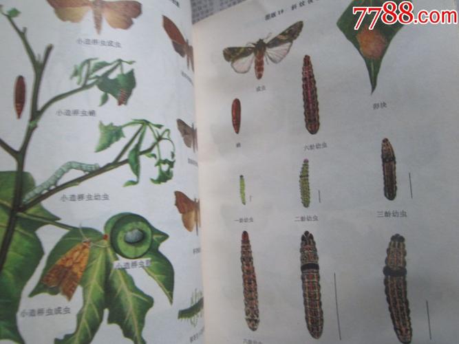 棉虫图册