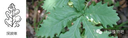 认识植物吧之27基础知识叶缘与叶裂