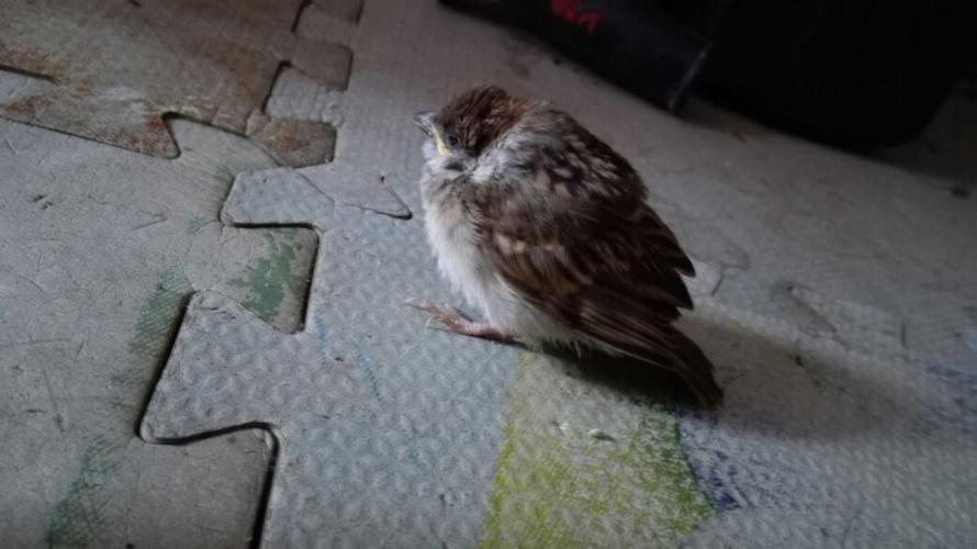 麻雀爱吃什么呢,我老爸在楼下捡只麻雀回来,精神头还行,看起来没病,就