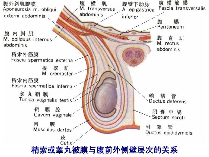 腹部解剖经典图