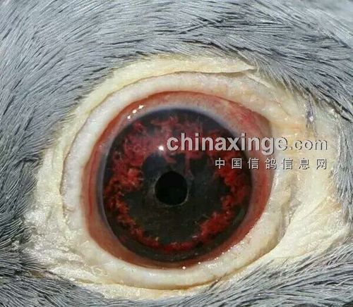 协会-求真相:这是能夜飞的远程鸽眼?(图)