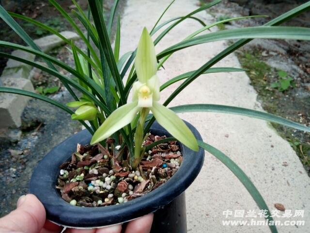 春兰铭品【阿里山素】3苗1花包邮 - 中国兰花交易网